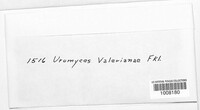 Uromyces valerianae image